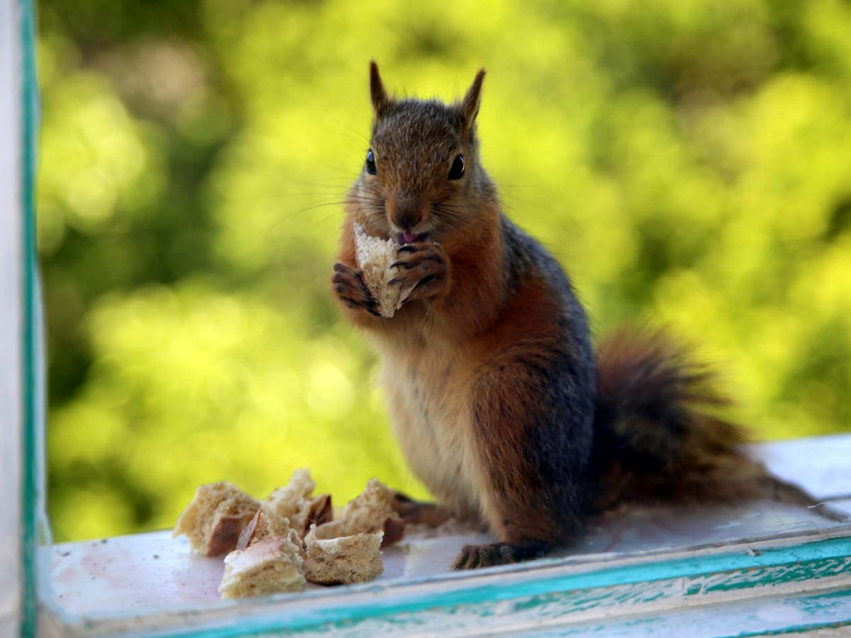 Squirrel tests positive for bubonic plague in Colorado, leading to