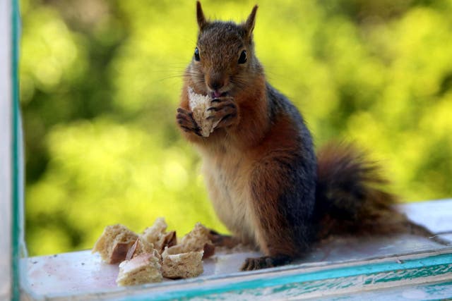 Officials in Colorado warn that bubonic plague was confirmed in one squirrel