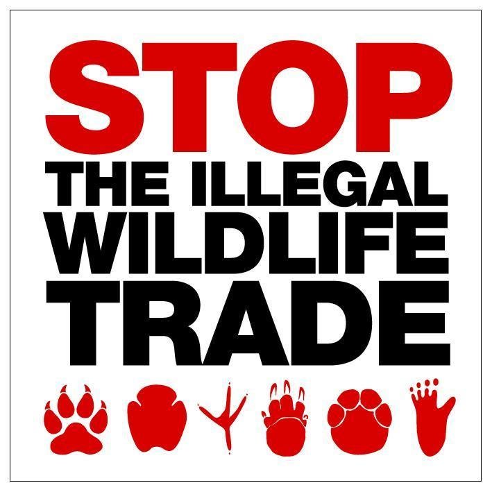 The Covid-19 conservation crisis has shown the urgency of The Independent’s Stop the Illegal Wildlife Trade campaign, which seeks an international effort to clamp down on illegal trade of wild animals