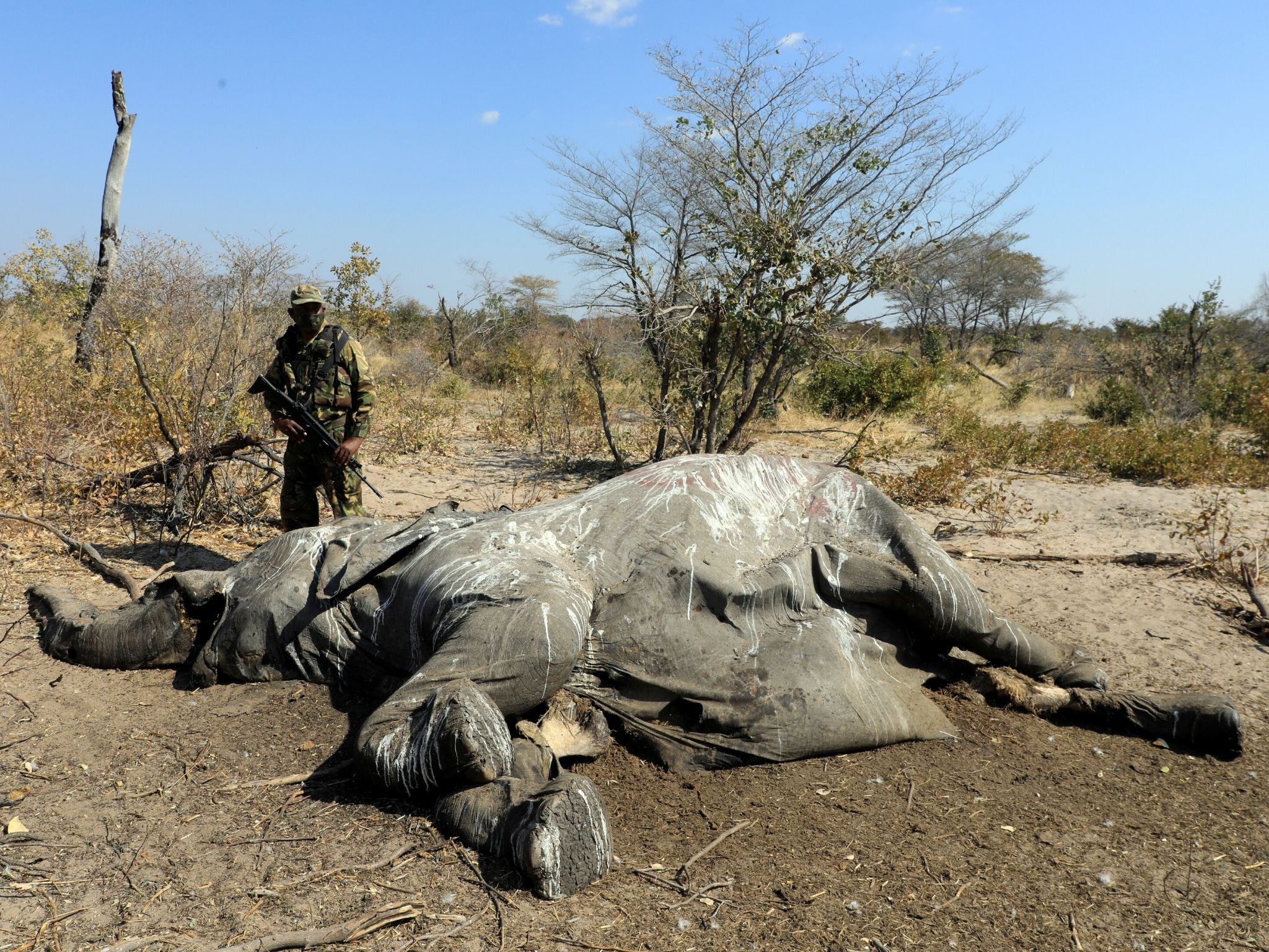 A member of the Botswana Defence Force Anti-Poaching Unit stands over an elephant carcass found near Seronga, in the Okavango Delta on 9 July