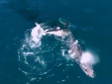 Drone footage shows a great white shark drowning a 33ft humpback whale off South Africa
