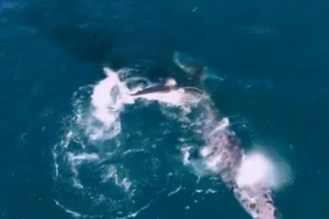 A great white shark attacks a weakened humpback whale in 'first verified report' of a shark successfully hunting the large mammal, says researcher