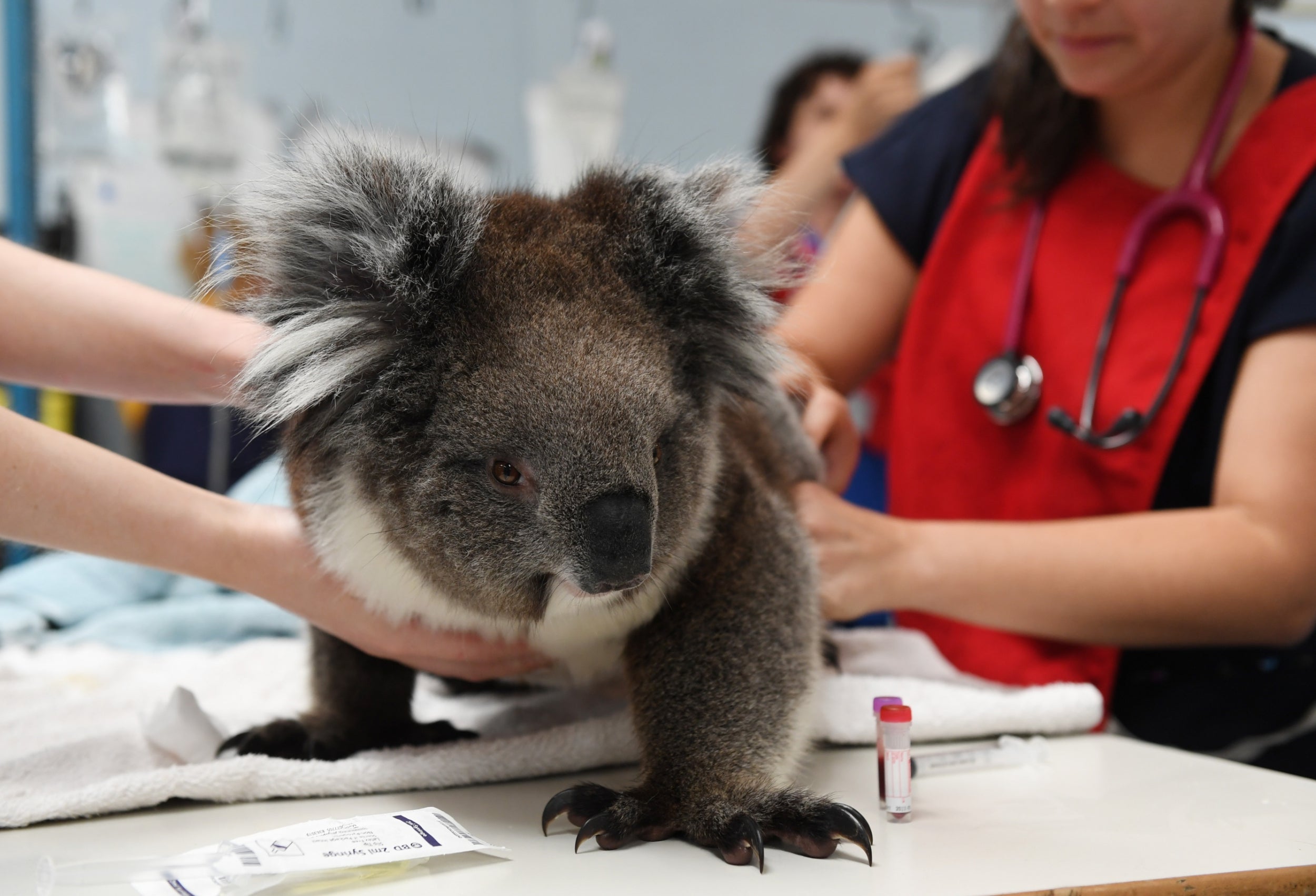 Koalas, like humans, can be infected with several strains of chlamydia and suffered from similar reproductive outcomes