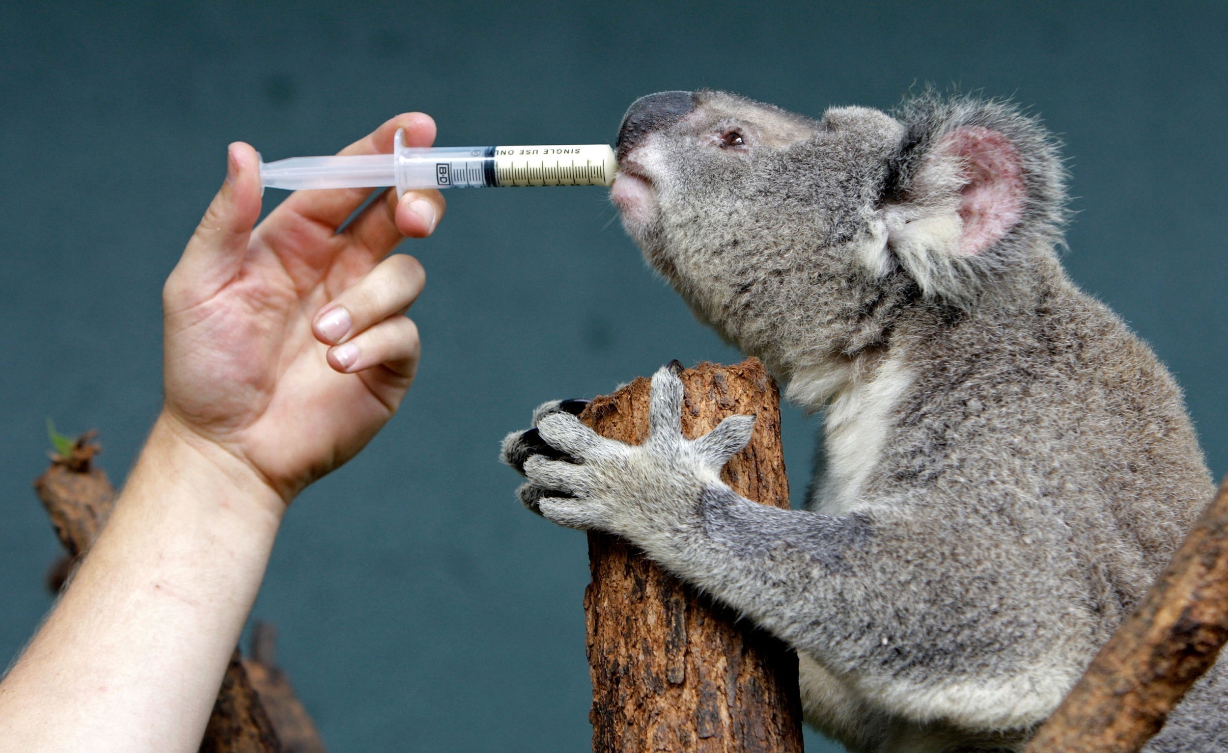Ellis Troughton noted in the 19th century that the koala was particularly susceptible to disease (AFP/Getty)