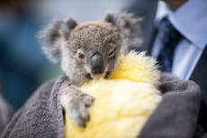 How koalas could help humans battle chlamydia 