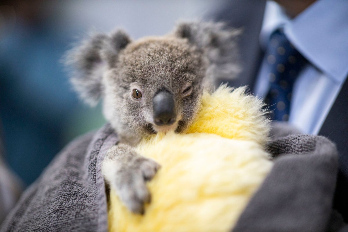 Koalas Really Do Get Chlamydia How These Marsupials Could Help Humans Battle The Sti The Independent The Independent