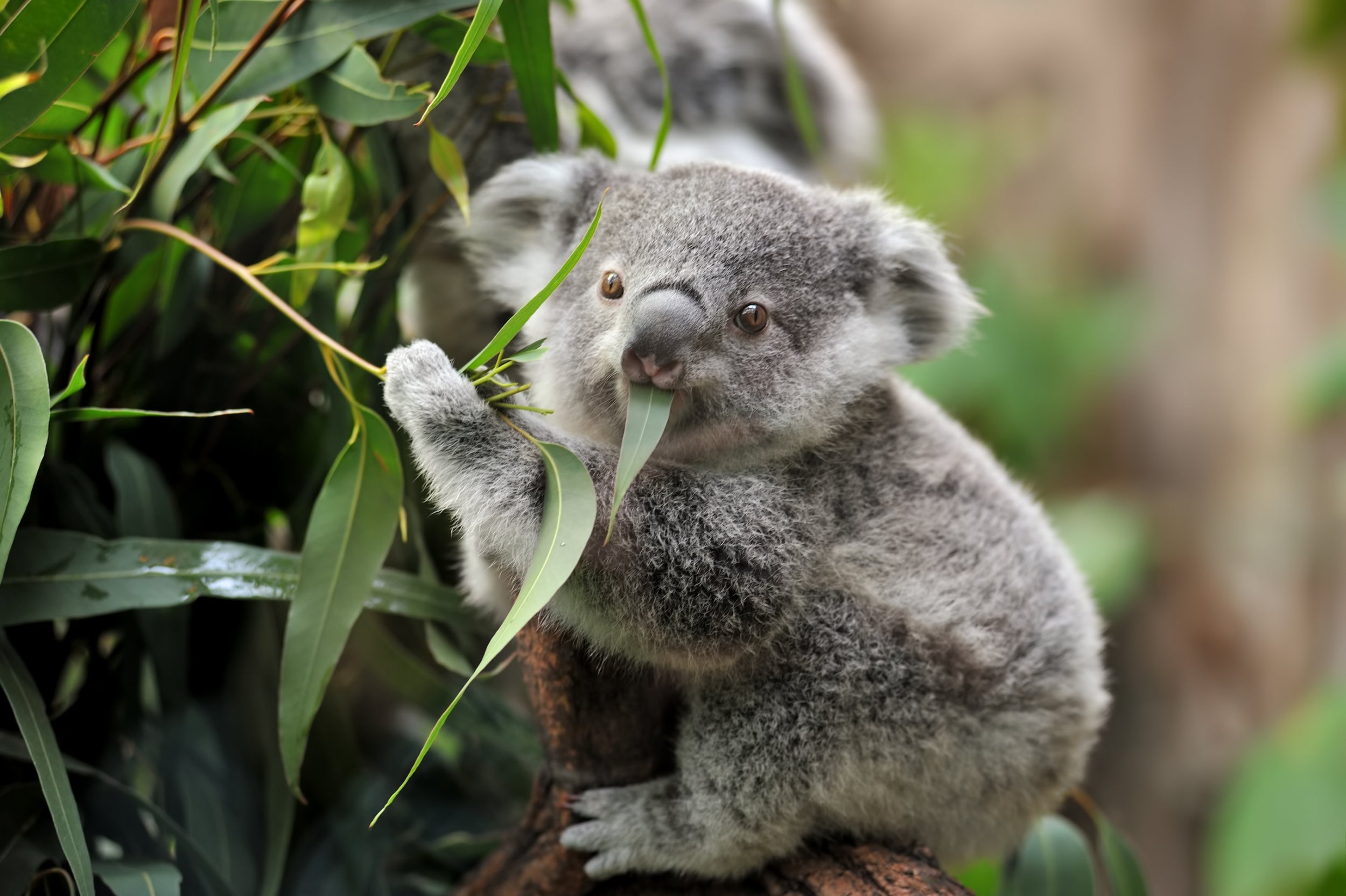 Parallels have led researchers to argue that koalas could serve as a ‘missing link’ in the search for a human vaccine