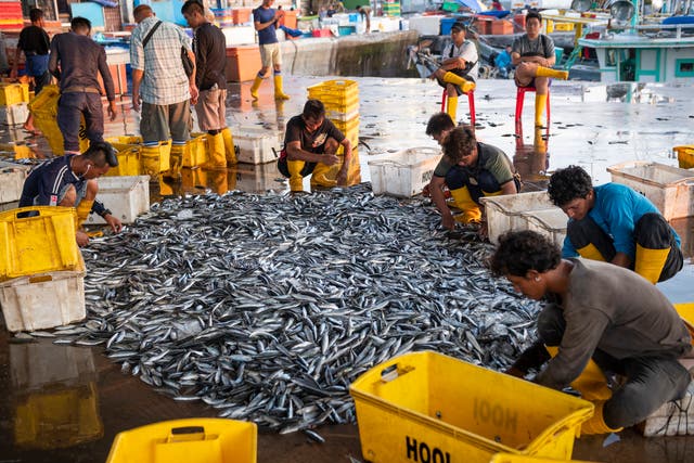 Fishermen sorting through catch of fish in Kota Kinabalu, Malaysia. It takes five times the effort to catch the same amount of fish now as it did in 1950, according to the WEF