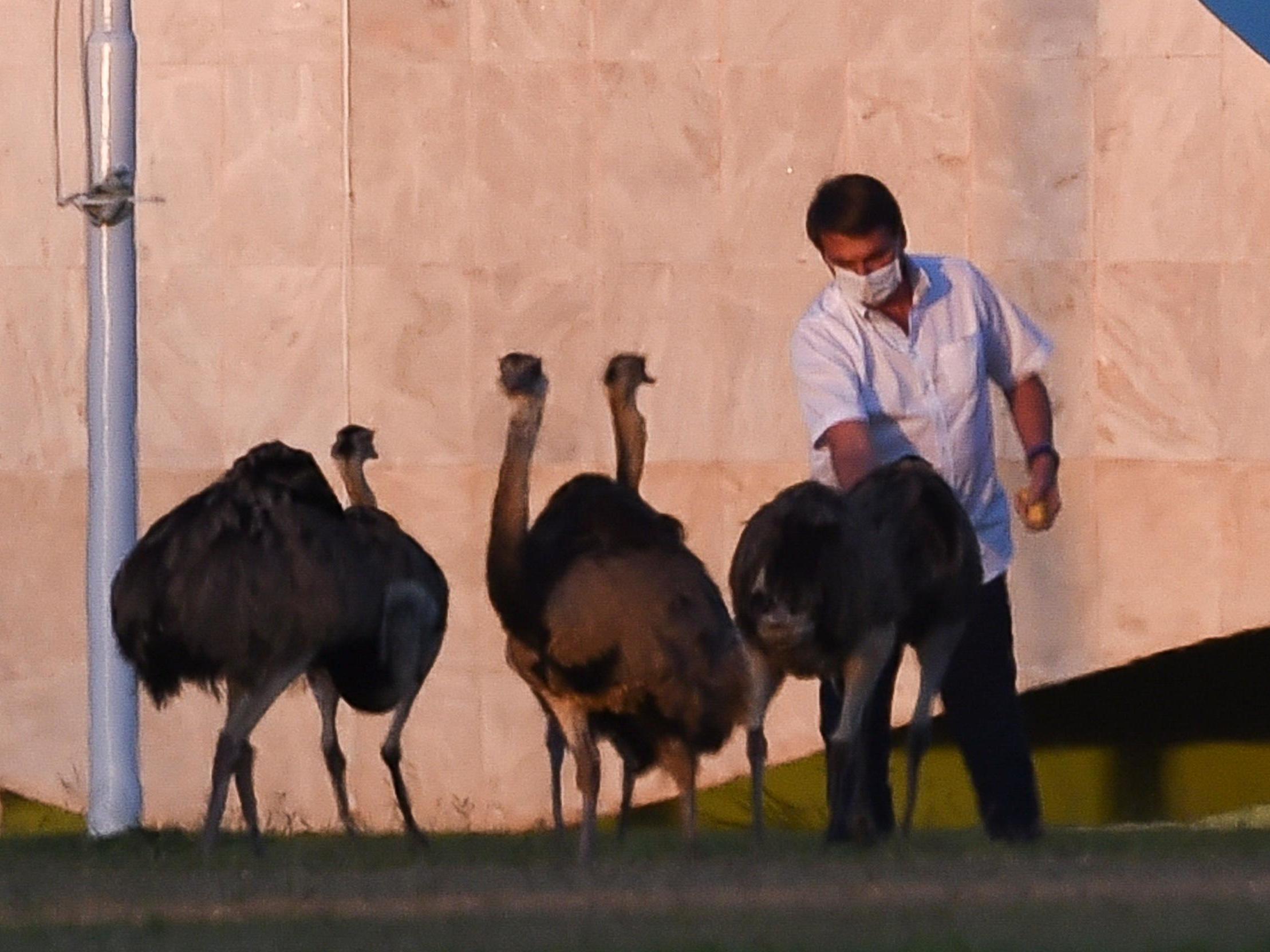 Jair Bolsonaro feeding the rhea outside the Alvorada Palace in Brasilia, Brazil