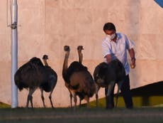 Jair Bolsonaro bitten by giant bird during coronavirus quarantine