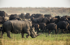 Conservationists warn of poaching pandemic due to coronavirus crisis