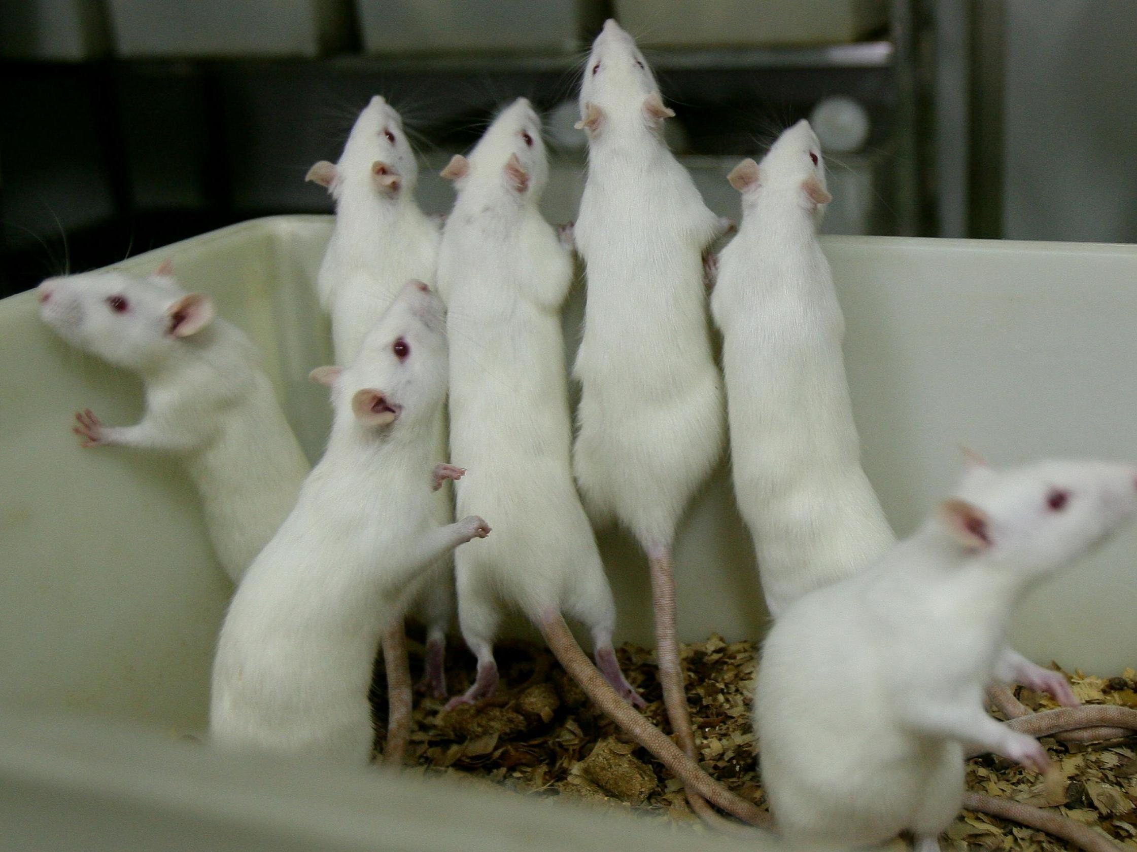 The majority of procedures used mice, fish or rats, which have been the most used for the past decade