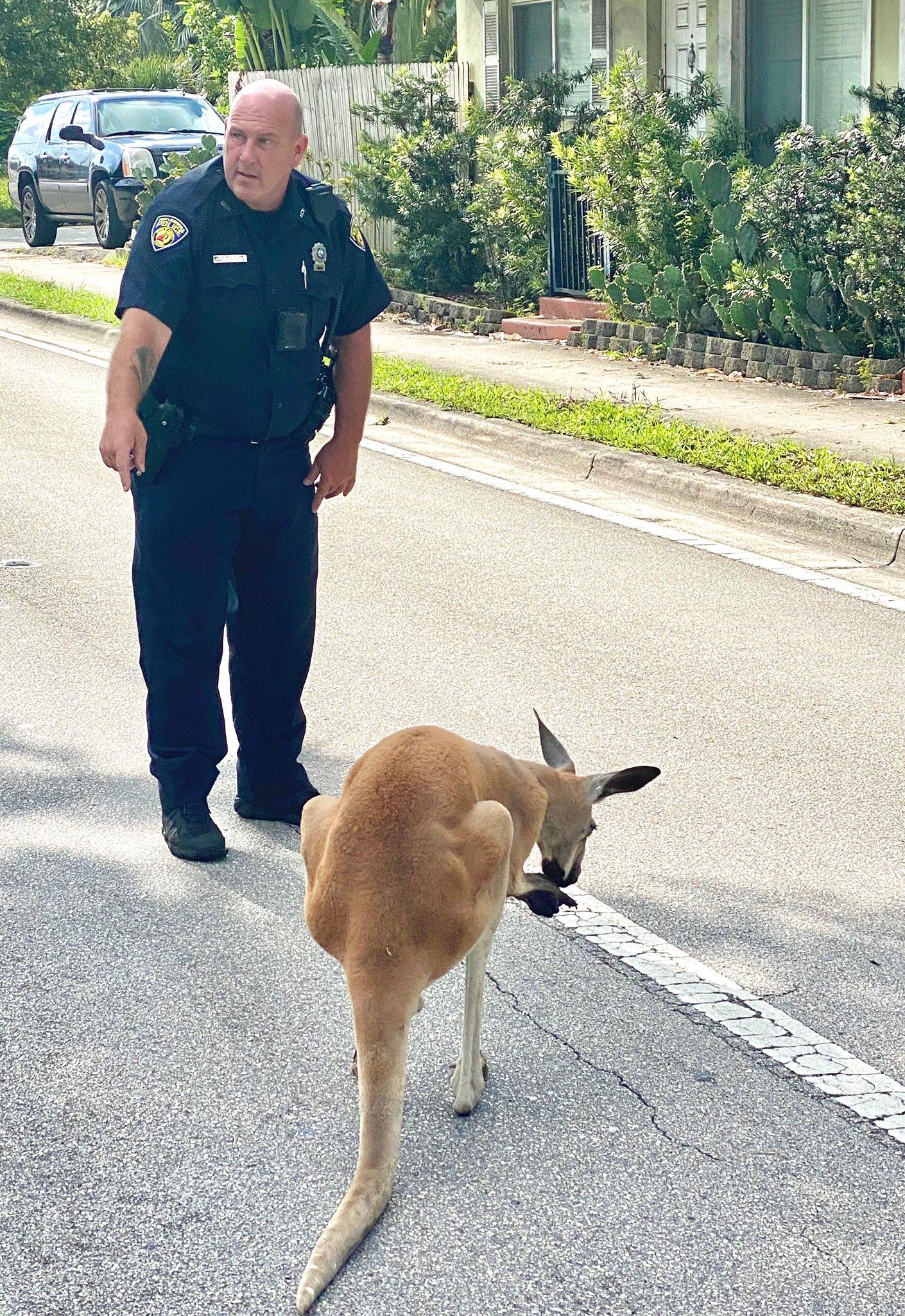 Police captured a kangaroo on the loose in Fort Lauderdale