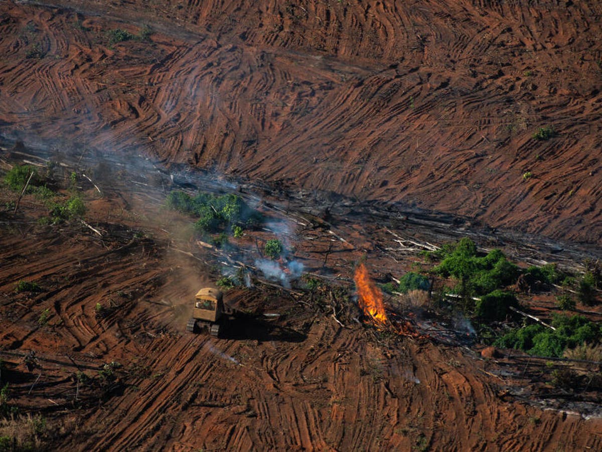 Amazon photos show ‘illegal’ burning of rainforest amid record