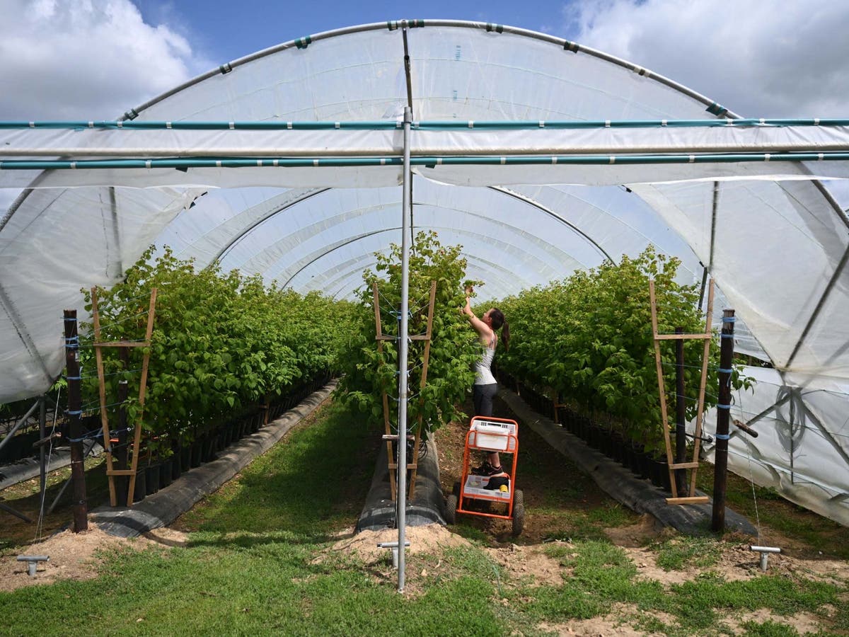We're all meant to be outside and living off the land – I think we forget  that sometimes' | The Independent | The Independent