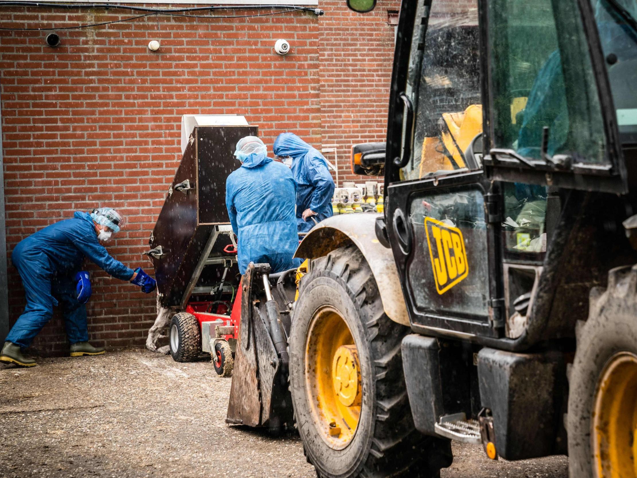 Officials clear culled minks at a farm in Ospel, Netherlands, on 10 July.
