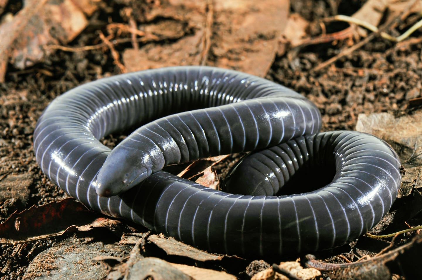 The elusive caecilian, a soil-dwelling amphibian with baffling biology (NYT)