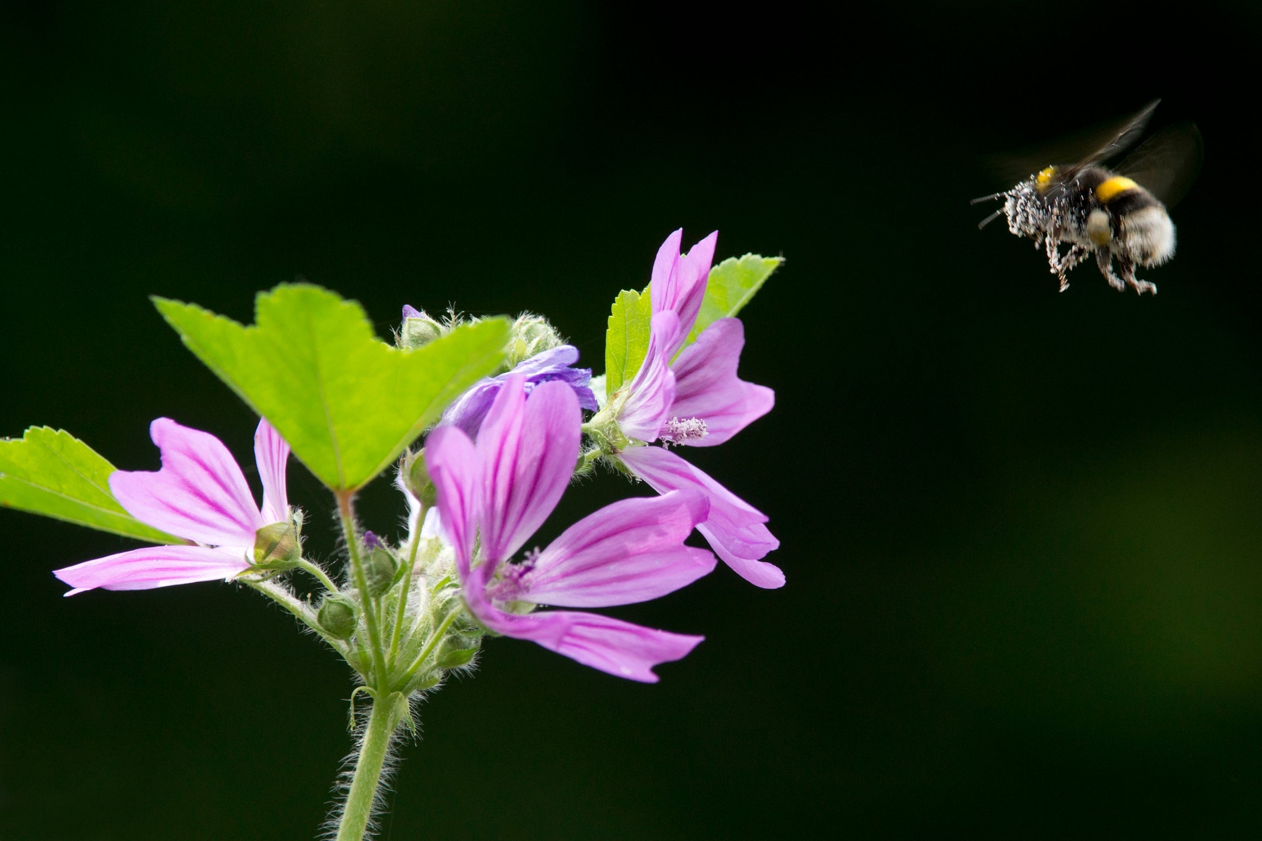 Hoping for the best: how bees negotiate obstacles isn’t as gracious as you’d think