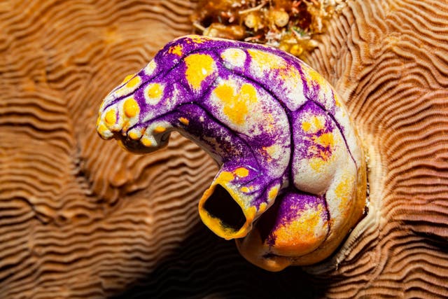 Sea squirt cell communication is a bit like the microscopic equivalent of passing notes between close friends