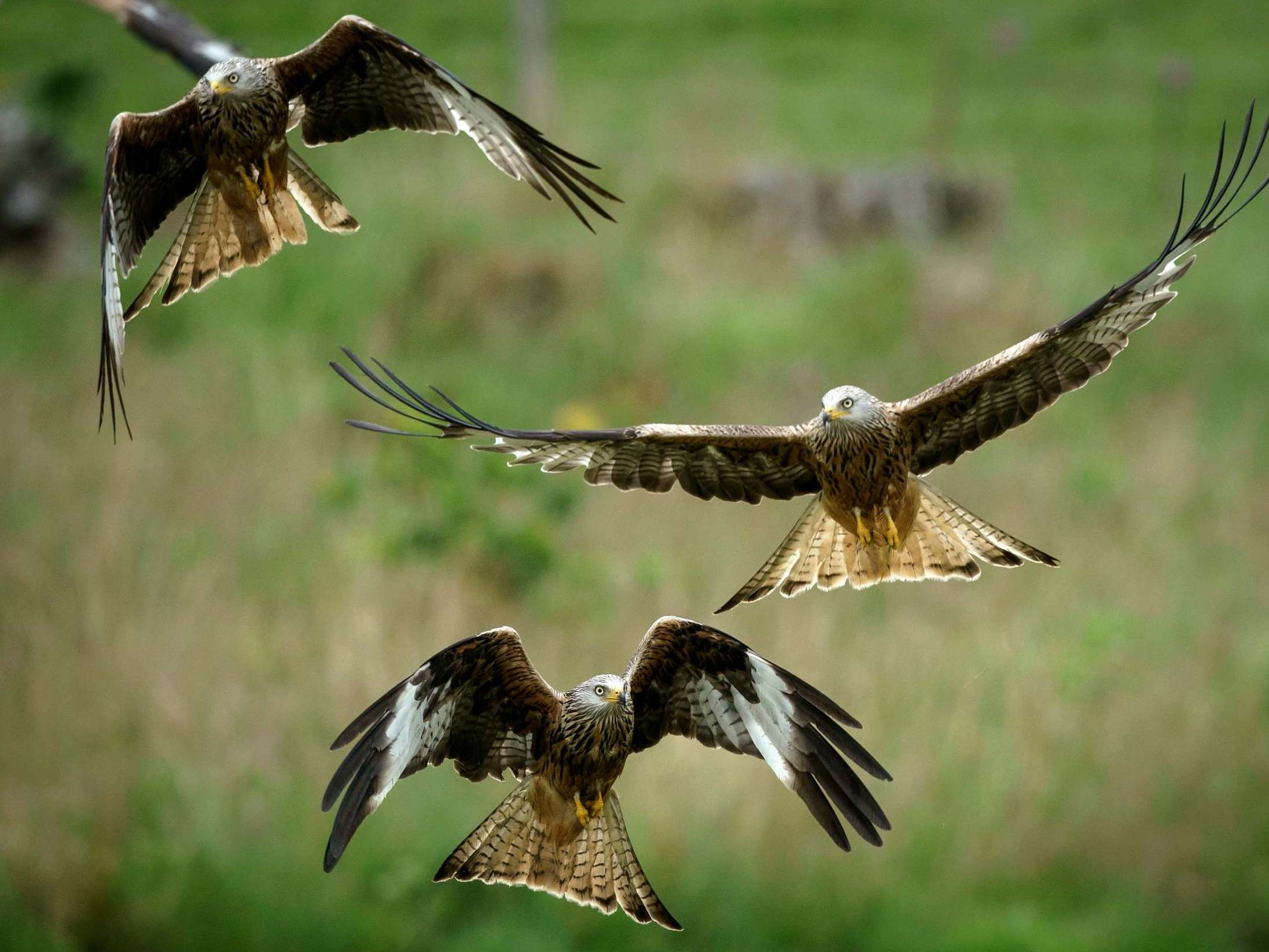 kite birds