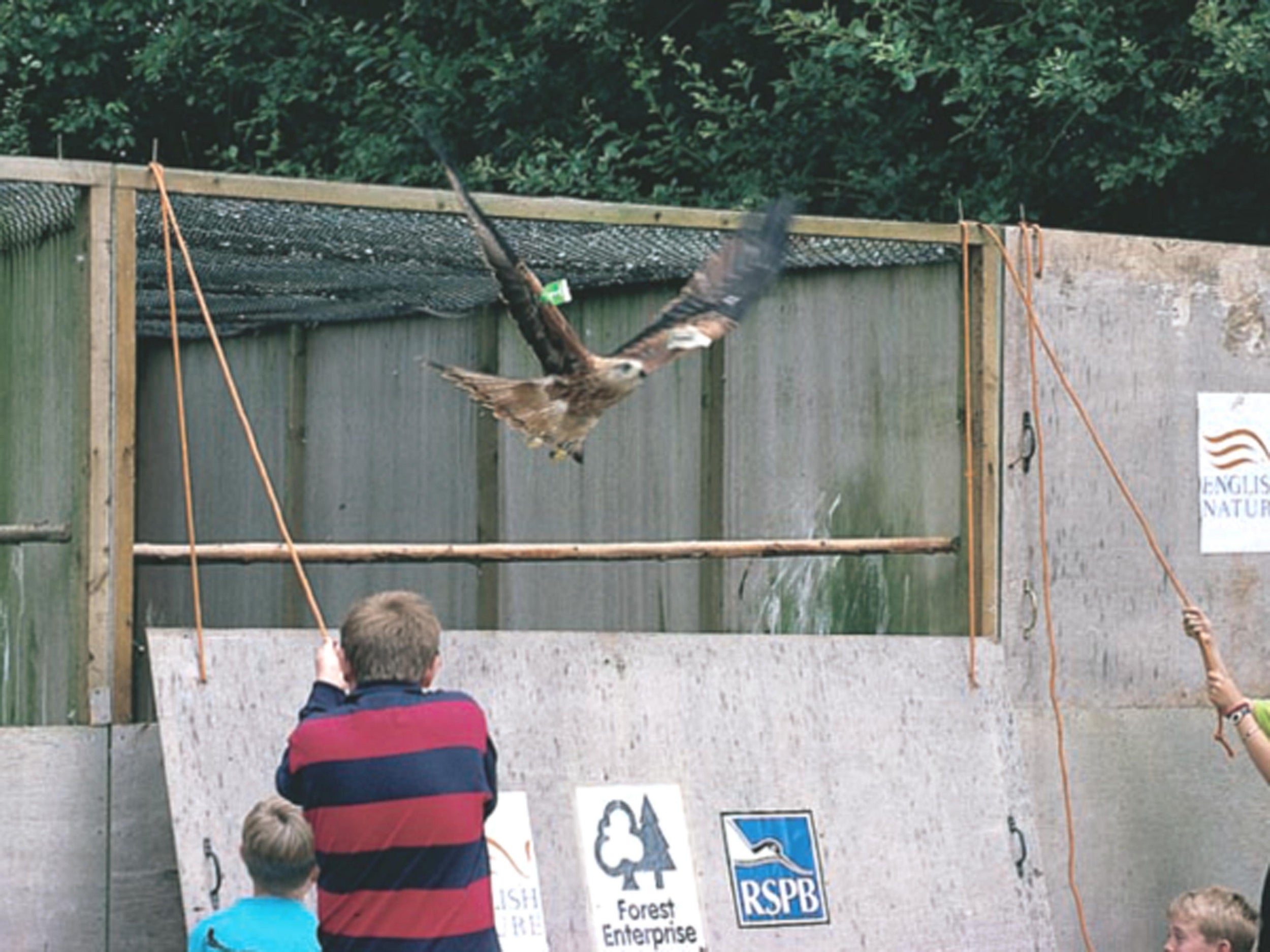A red kite is released into the wild