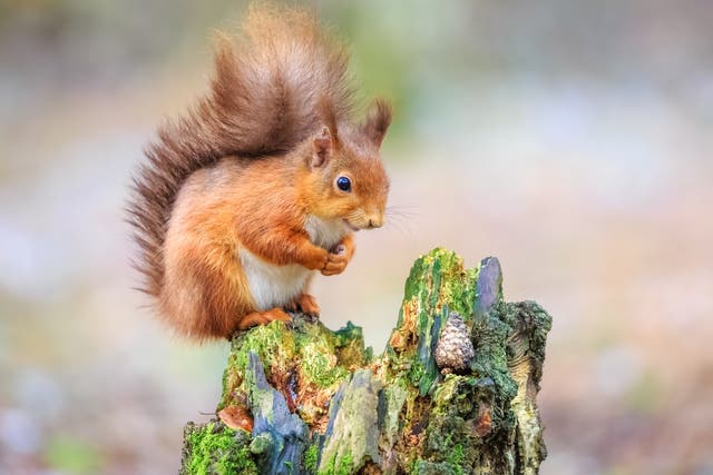 Environment Secretary George Eustice said EU protections had not covered UK species including pine martens and red squirrels
