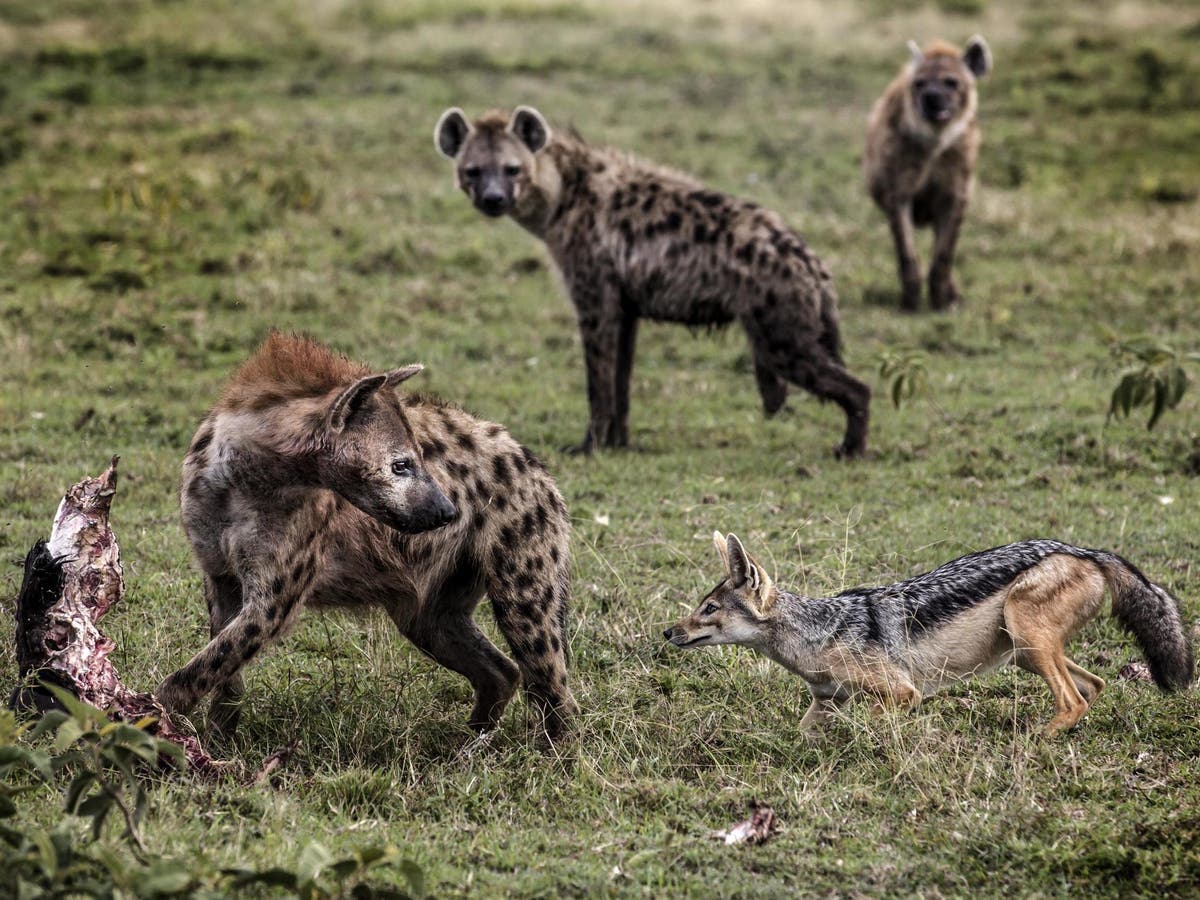 The crash in tourism has jeopardised decades of wildlife conservation efforts in Kenya