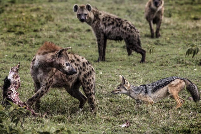 A hyena and a jackal face off for wildebeest remains in the Ol Kinyei Conservancy