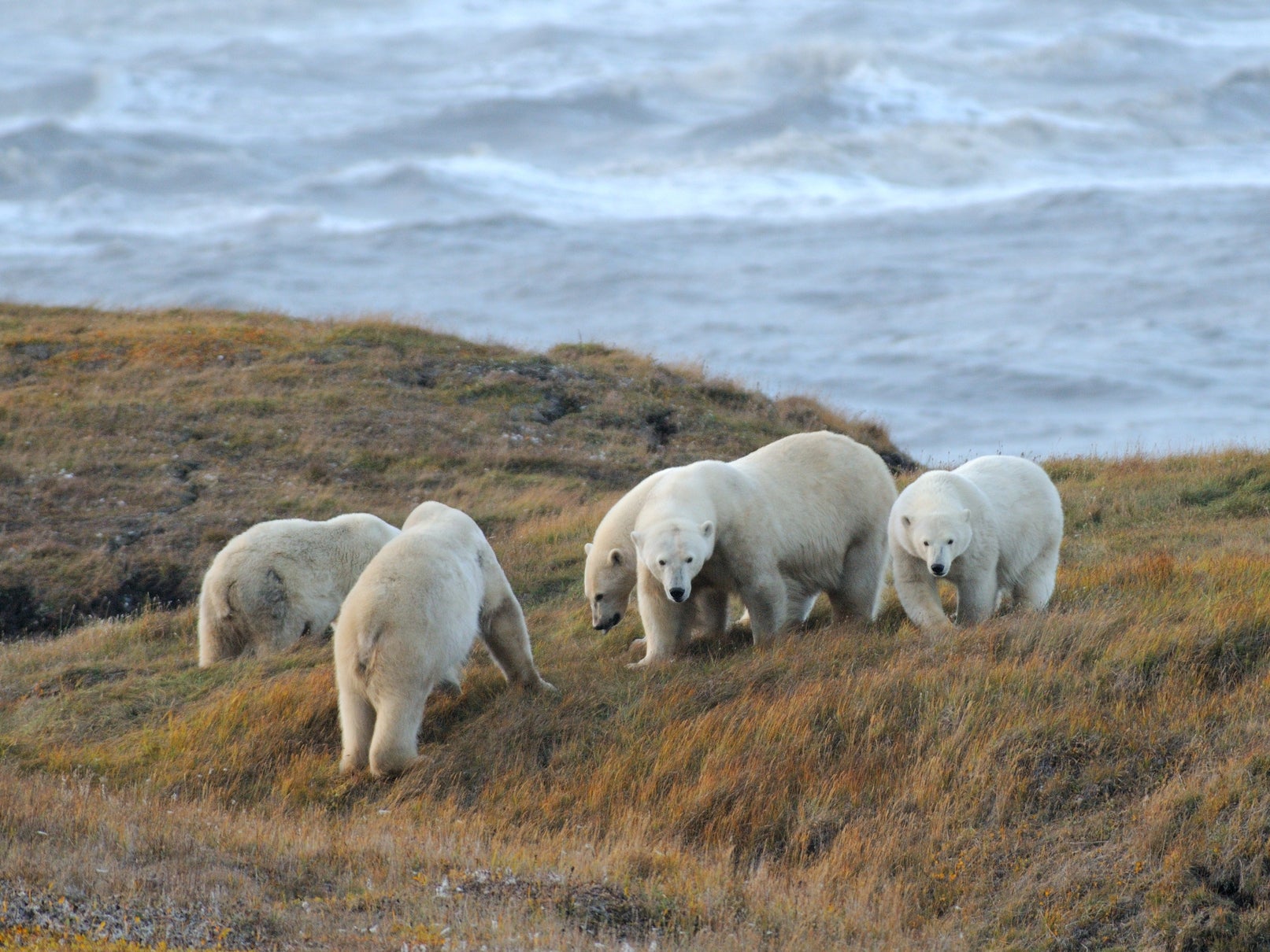 Bears on an Island in the Beaufort Sea of Northern Alaska. As sea ice melts bears are increasingly forced onto land making hunting for seals almost impossible
