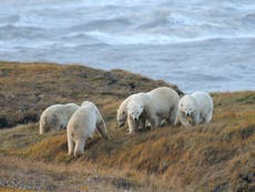Polar bear populations could disappear from Arctic by 2100