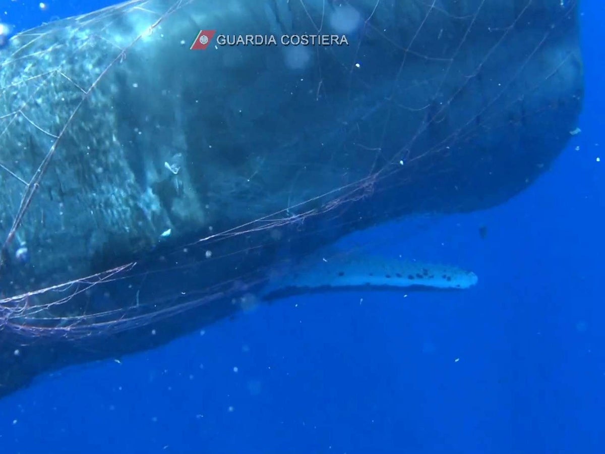 Rescuers struggle to free sperm whale from net off Sicilian coast