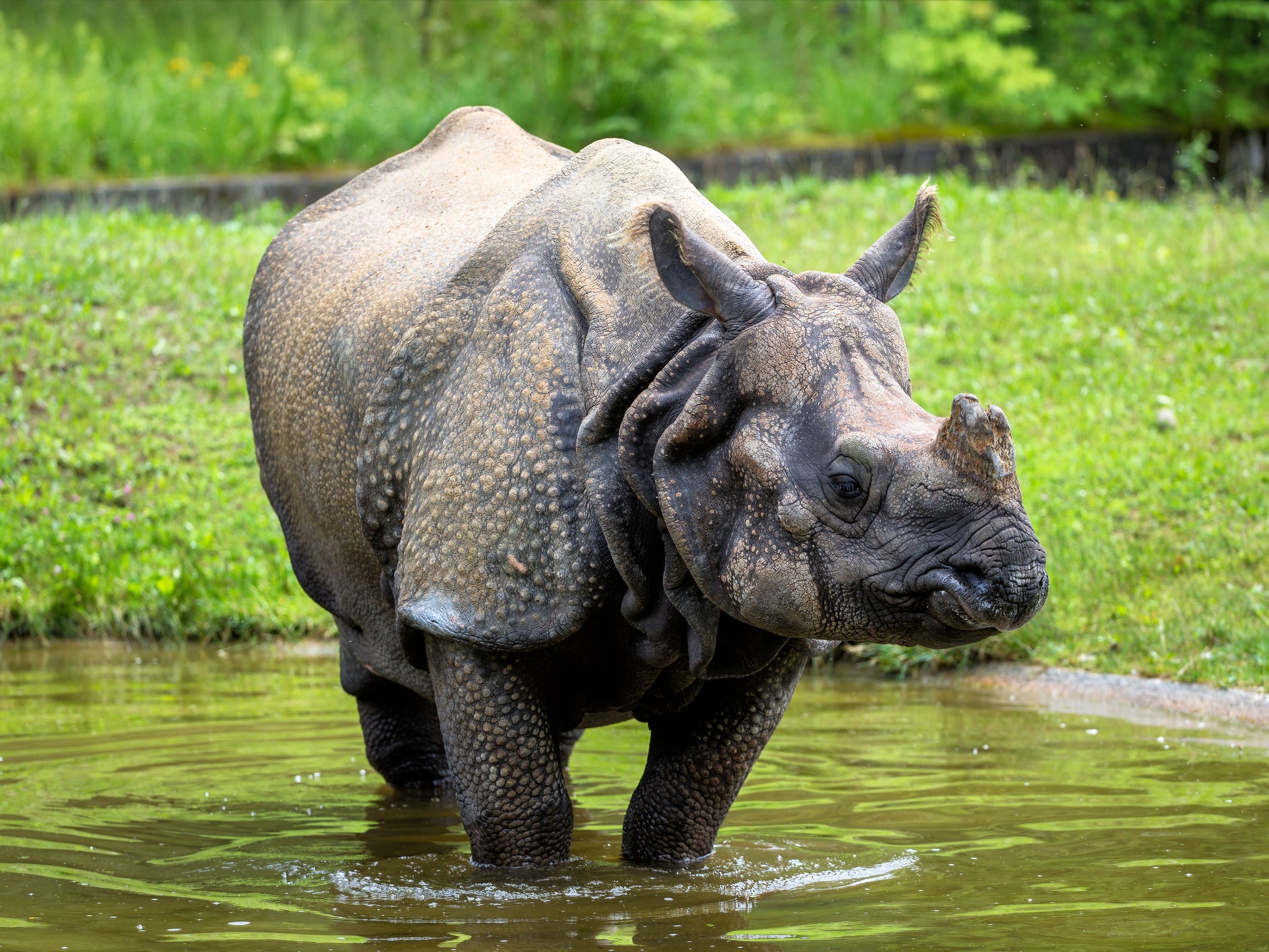 India floods: Dozens dead and nine rare rhinos drowned across tea-growing  Assam | The Independent | The Independent