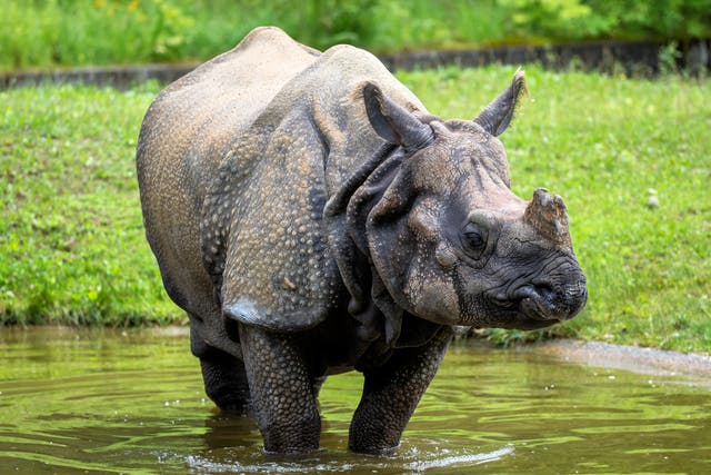 Around 2,500 of the world's 3,000 one-horned rhinos live in Kaziranga National Park in Assam, India