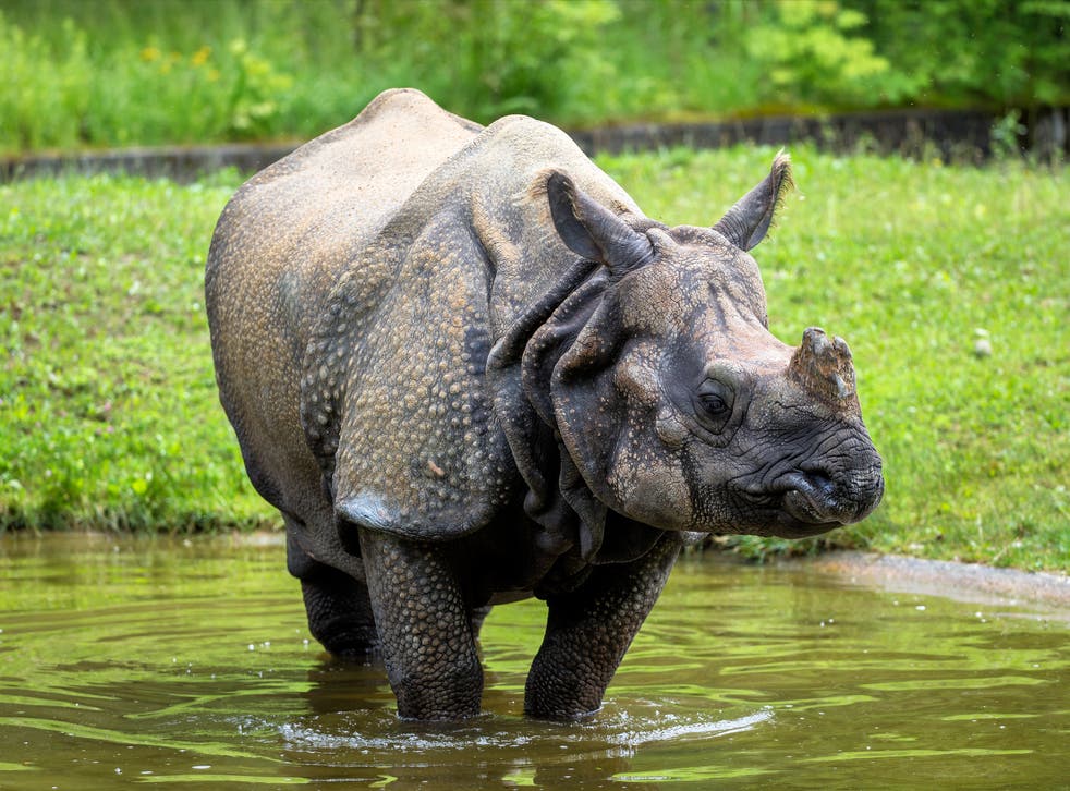 Around 2,500 of the world's 3,000 one-horned rhinos live in Kaziranga National Park in Assam, India