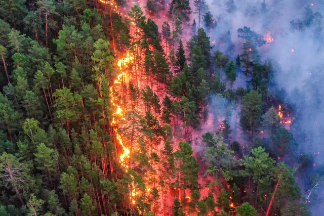 Greenpeace Russia has documented forest fires in the Krasnoyarsk region and accused authorities of failing to take action