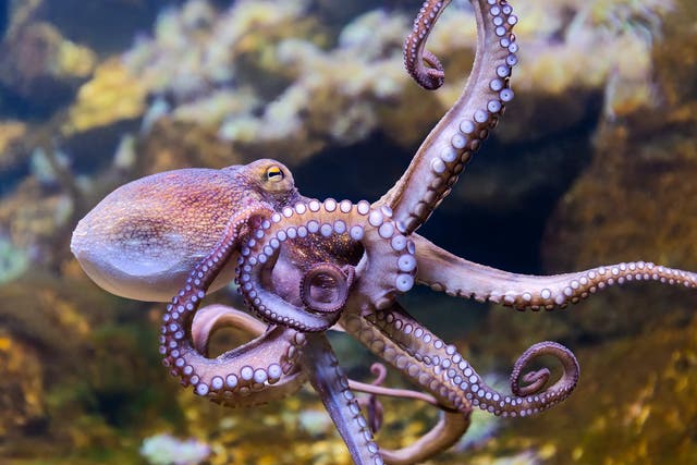 The common octopus is among the species seeing rapid declines