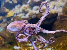 Octopus among seafood species in rapid decline, scientists warn