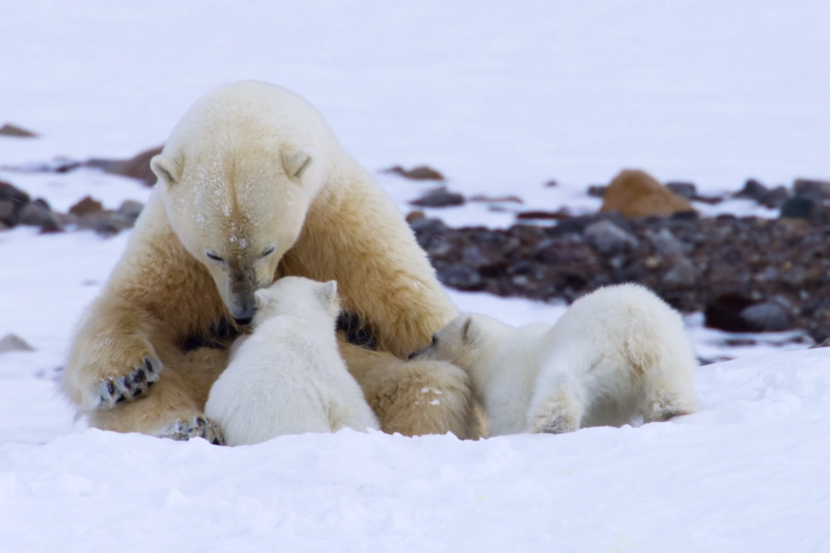 Bear dying. Белый медведь. Белый медведь зимой. Dance of the Polar Bears 1990.