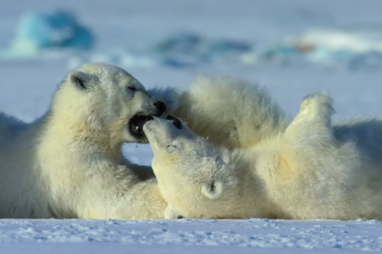 The famous bear is hardly camera-shy and has appeared in thousands of photographs