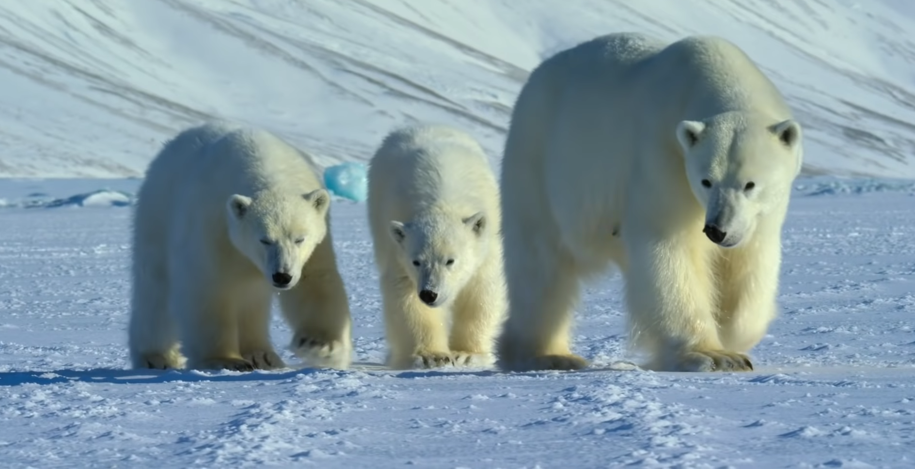 Misha and her cubs had a starring role in Netflix’s ‘Our Planet’ series