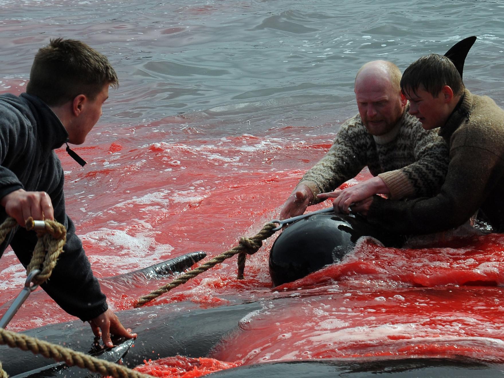 Fishermen and volunteers pull on the shore pilot whales they killed during a hunt, as blood turned the sea red
