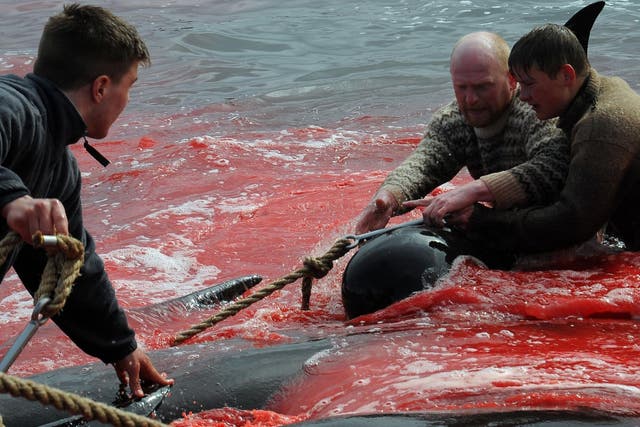 Fishermen and volunteers pull on the shore pilot whales they killed during a hunt, as blood turned the sea red