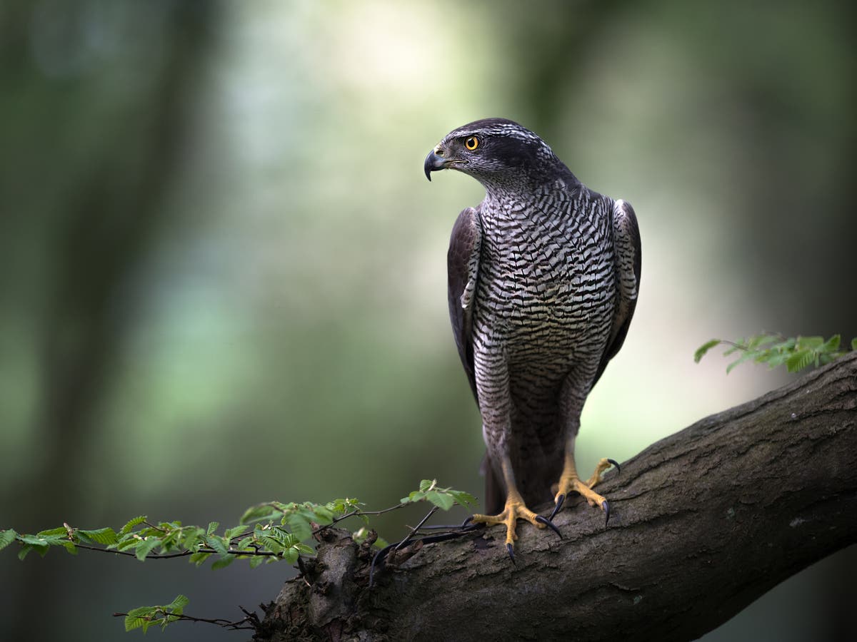 Three gamekeepers suspended over suspected killing of rare goshawk on Queen’s land