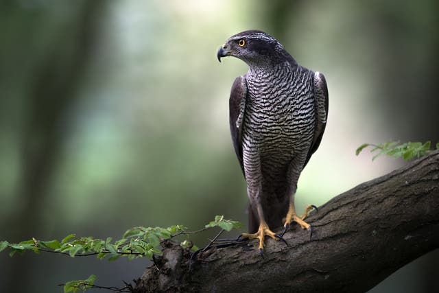 Goshawks were extinct in the UK by the late 19th Century due to persecution, but are making a slow comeback