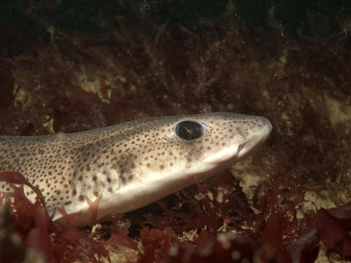 Microplastics and synthetic fibres found in UK shark species, say scientists in warning over worsening marine pollution