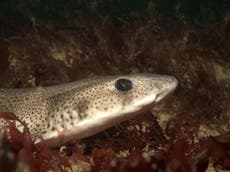 Microplastics and synthetic fibres found in UK shark species