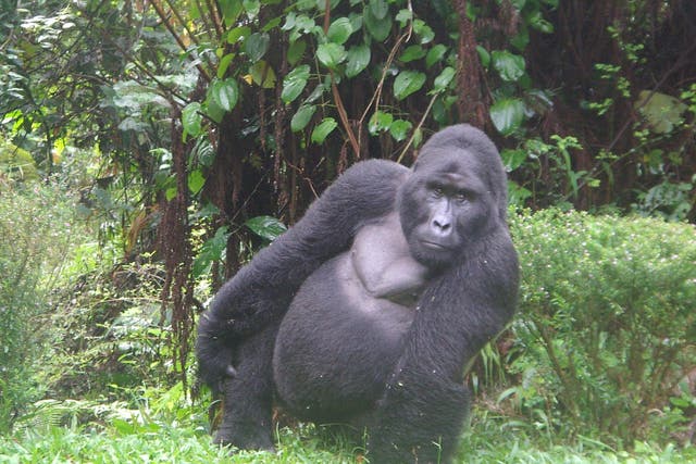 The pandemic threatens the survival of our evolutionary 'cousin', the mountain gorilla