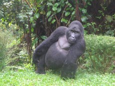 Mountain gorillas face extinction due to both coronavirus and poaching