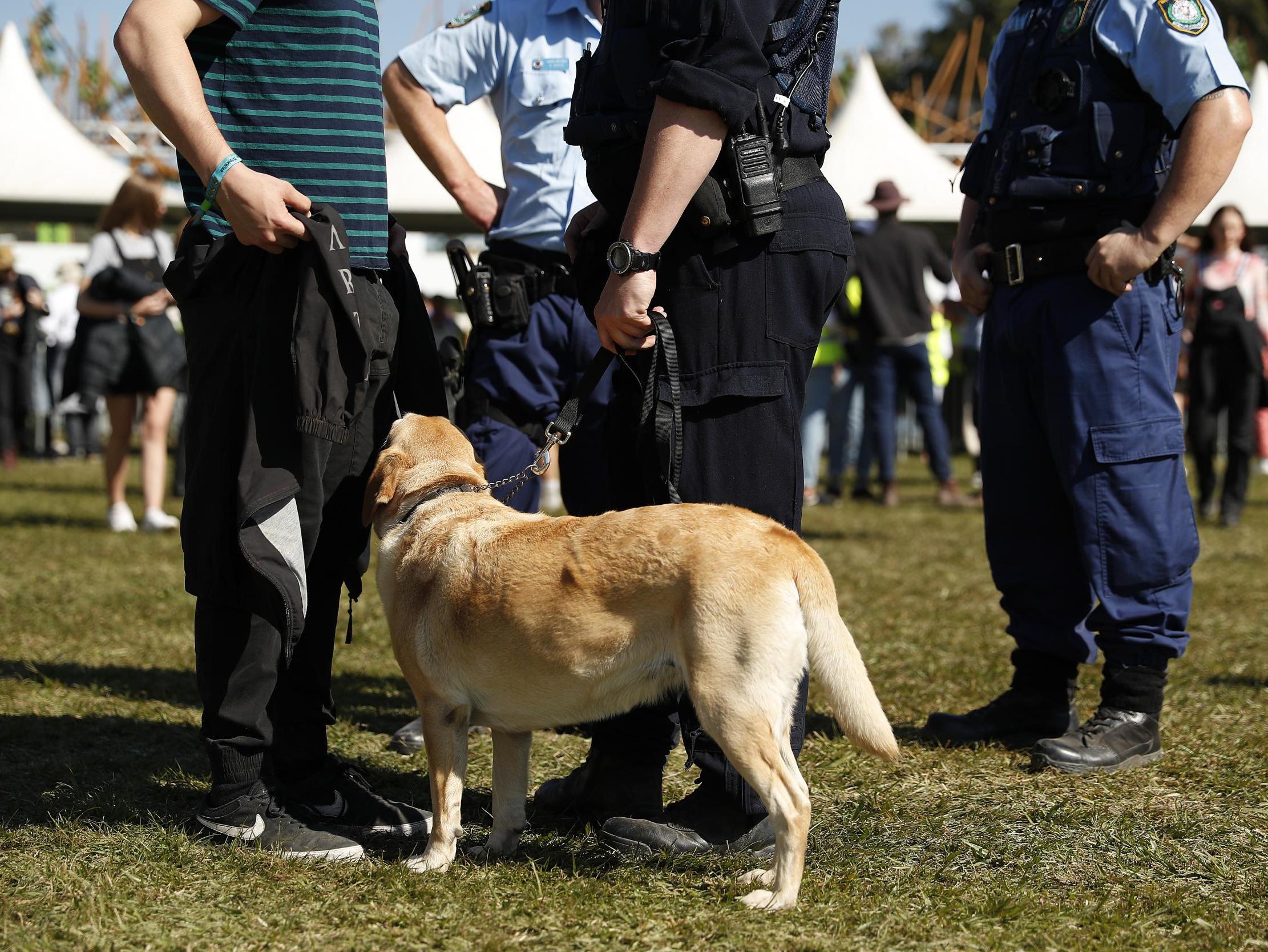 Most of the potentially unlawful searches were prompted by an indication from a drug-sniffing dog at music festivals