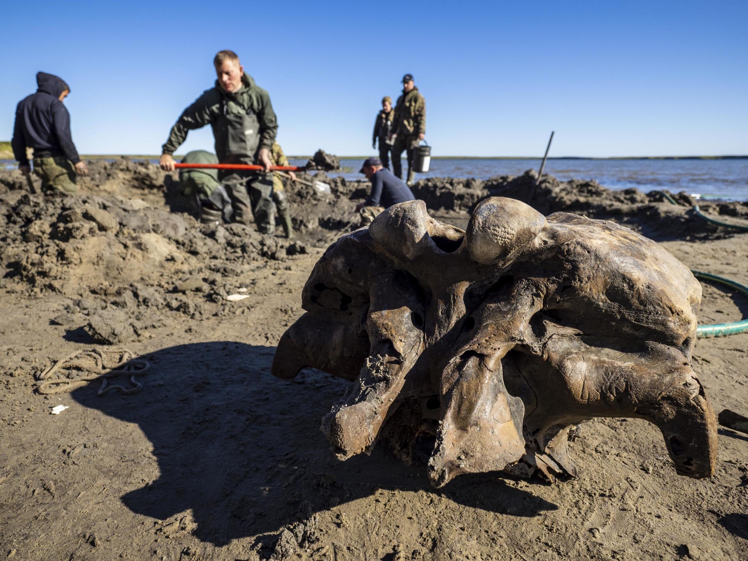 Scientists hope to retrieve the entire skeleton - a rare find that could help deepen the knowledge about mammoths that have died out around 10,000 years ago.